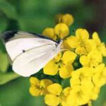 モンシロチョウ