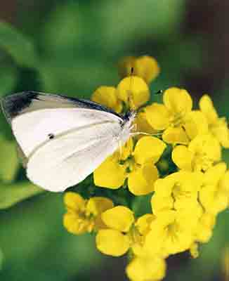 モンシロチョウ