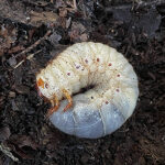 カブトムシの幼虫