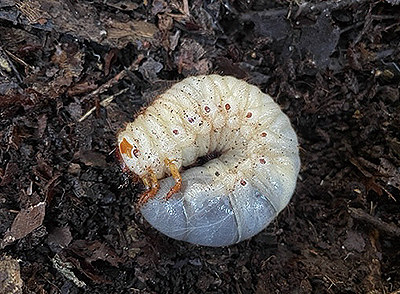 カブトムシの幼虫